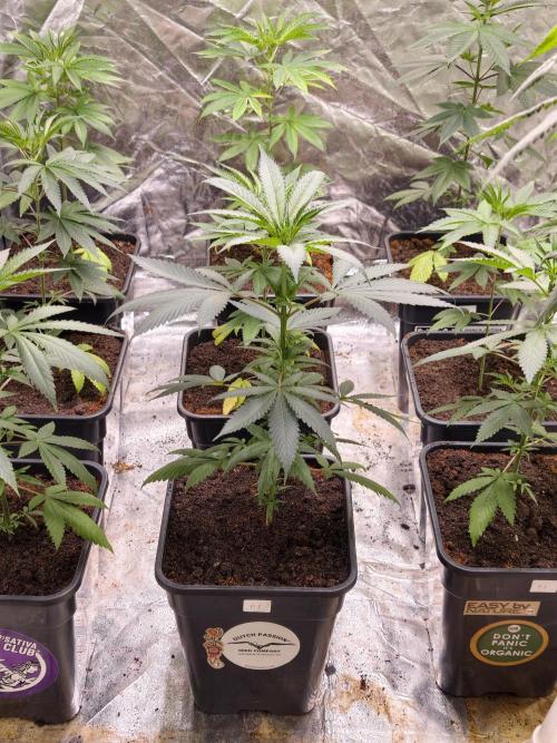 F1 Precision - SSSC Test Strain. Week 4