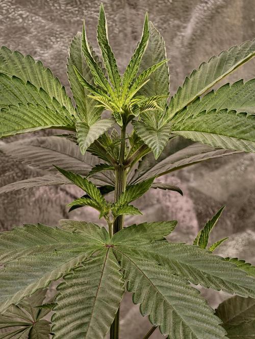 Triploid - SSSC Test Strain. Week 4