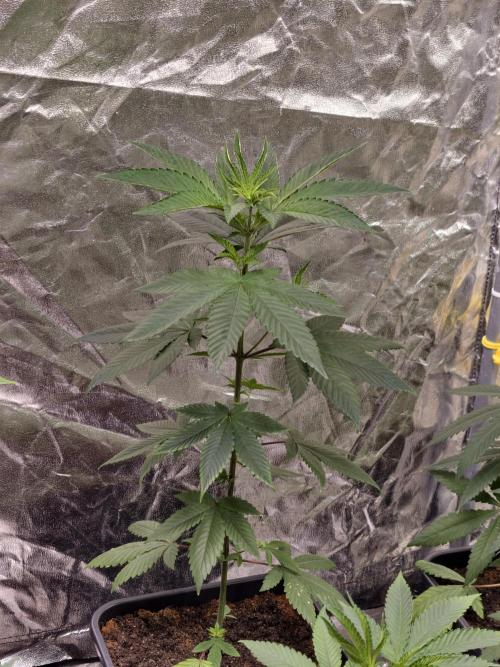 Triploid - SSSC Test Strain. Week 4