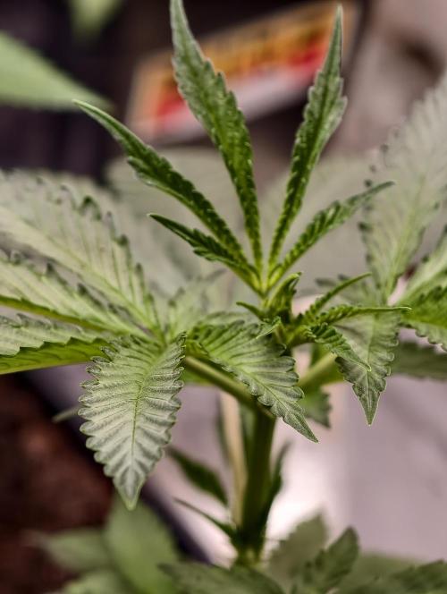OG - SSSC Test Strain. Week 4