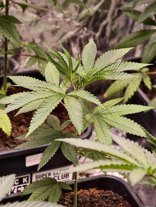 OG - SSSC Test Strain. Week 4