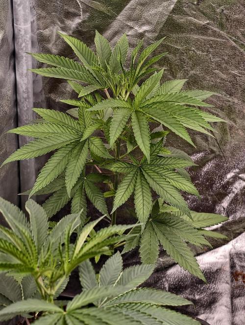 OG - SSSC Test Strain. Week 4