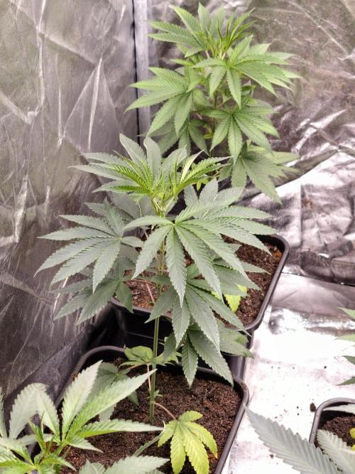 OG - SSSC Test Strain. Week 4