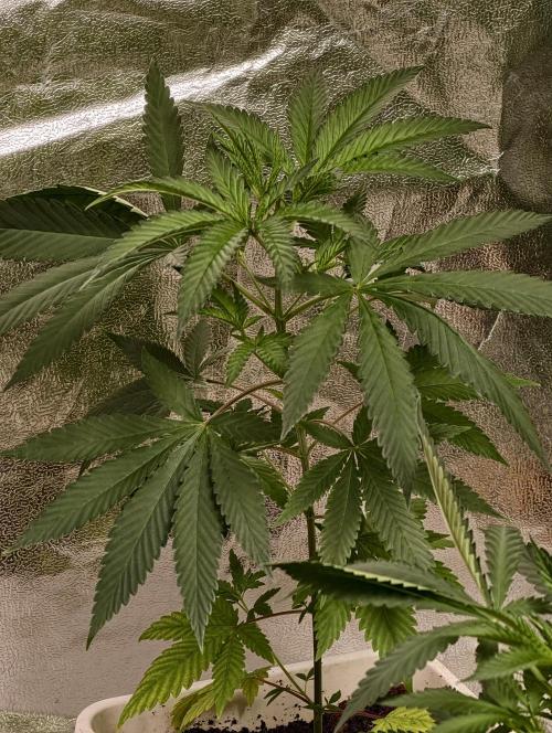 orange ooze. Week 4