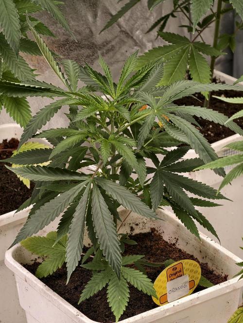 orange ooze. Week 4
