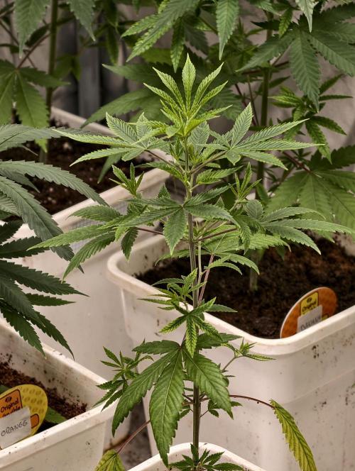 orange ooze. Week 4