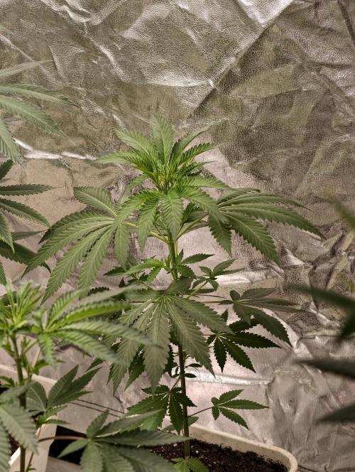 Banana Cream OG. Week 4