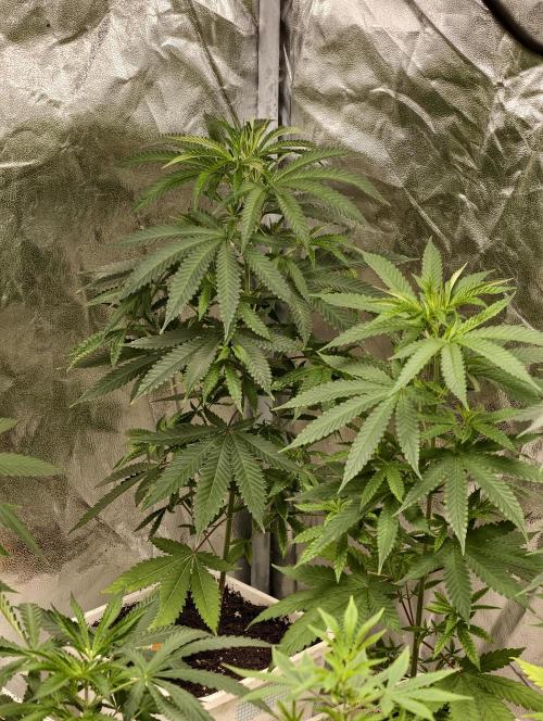 Banana Cream OG. Week 4