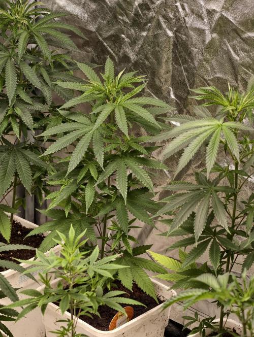 Banana Cream OG. Week 4