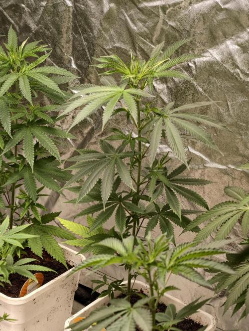Banana Cream OG. Week 4