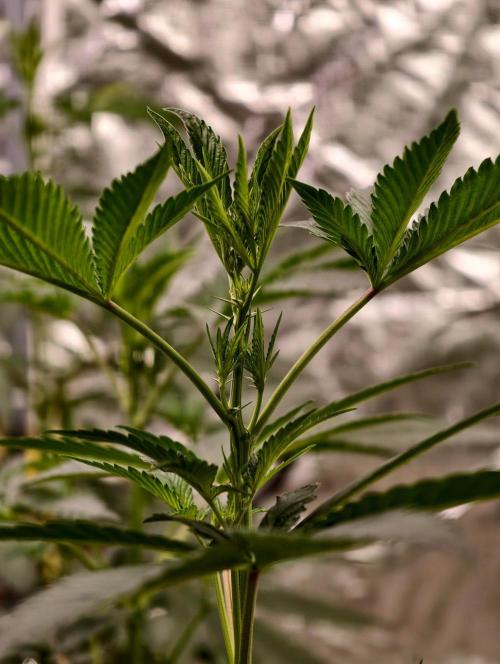 F1 Precision - SSSC Test Strain. Week 5