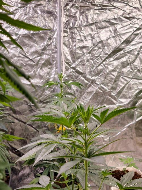 F1 Precision - SSSC Test Strain. Week 5