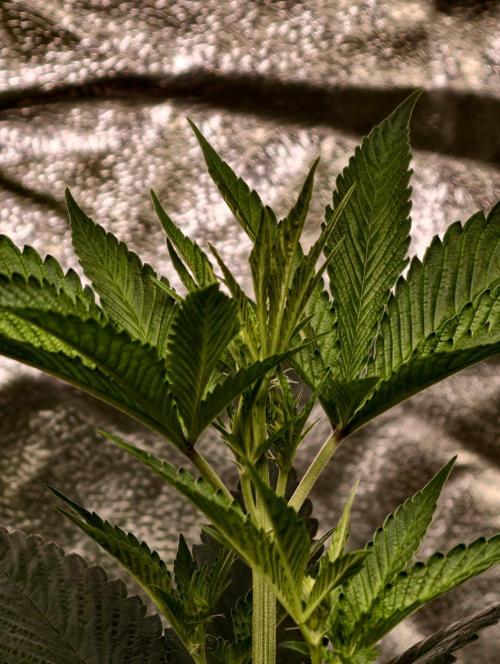 Triploid - SSSC Test Strain. Week 5