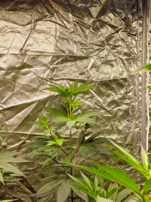 Triploid - SSSC Test Strain. Week 5