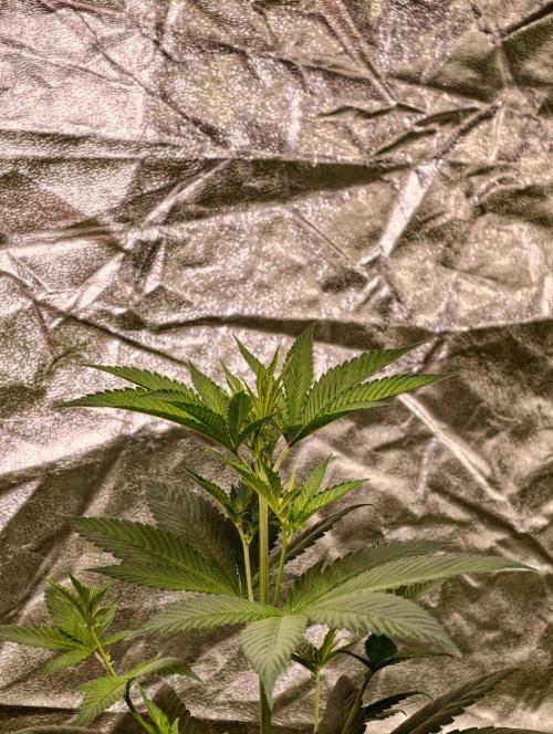 Triploid - SSSC Test Strain. Week 5