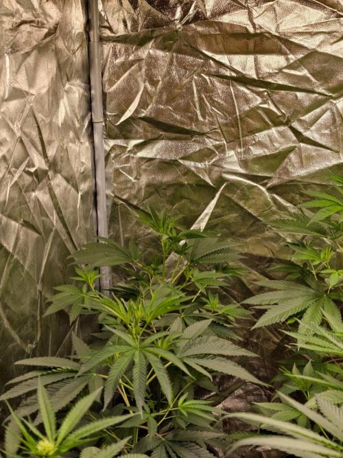 OG - SSSC Test Strain. Week 5