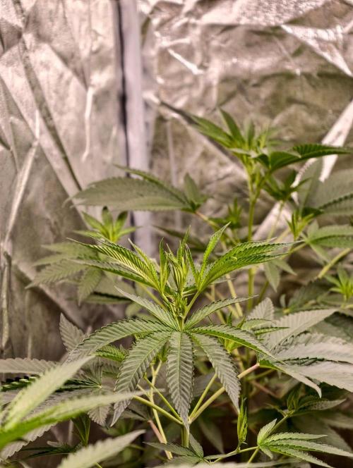 OG - SSSC Test Strain. Week 5