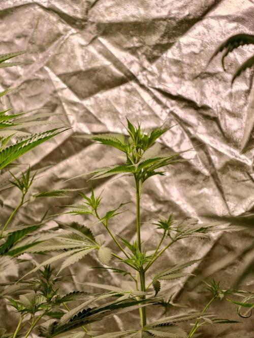 Banana Cream OG. Week 5