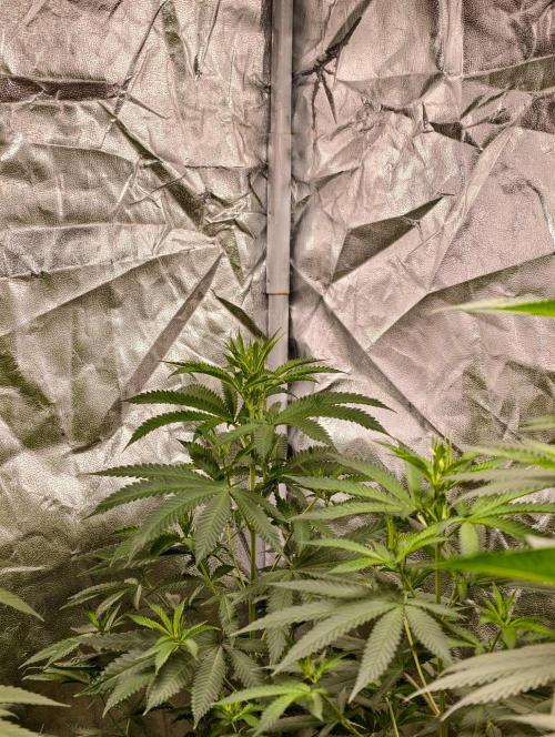 Banana Cream OG. Week 5