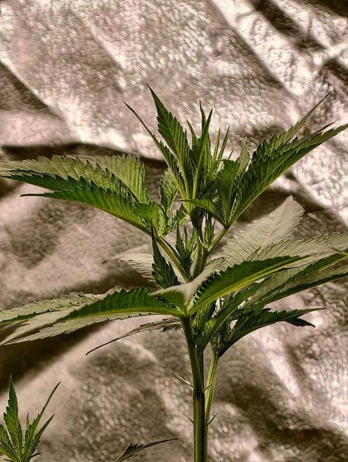Banana Cream OG. Week 5