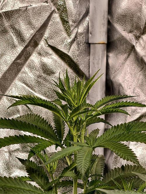 Banana Cream OG. Week 5