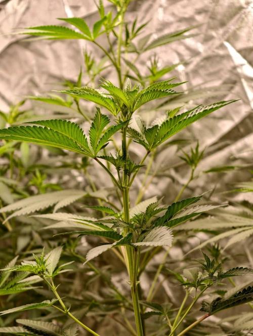 orange ooze. Week 5