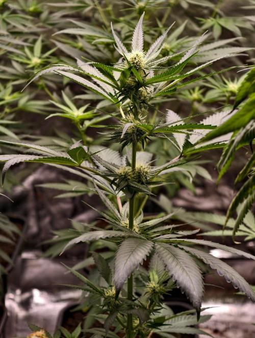 F1 Precision - SSSC Test Strain. Week 6