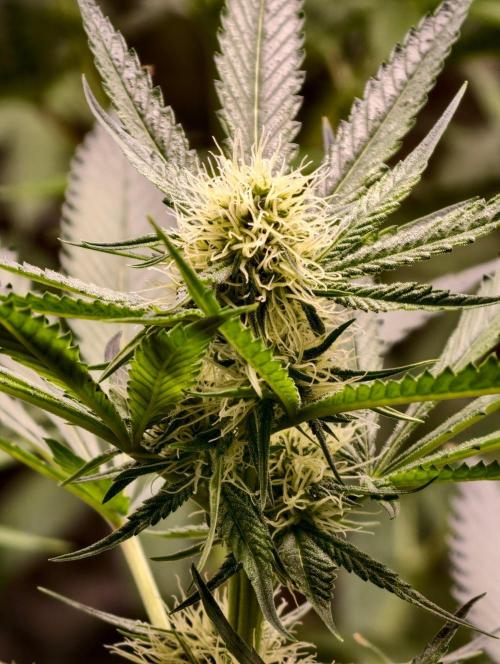 F1 Precision - SSSC Test Strain. Week 6