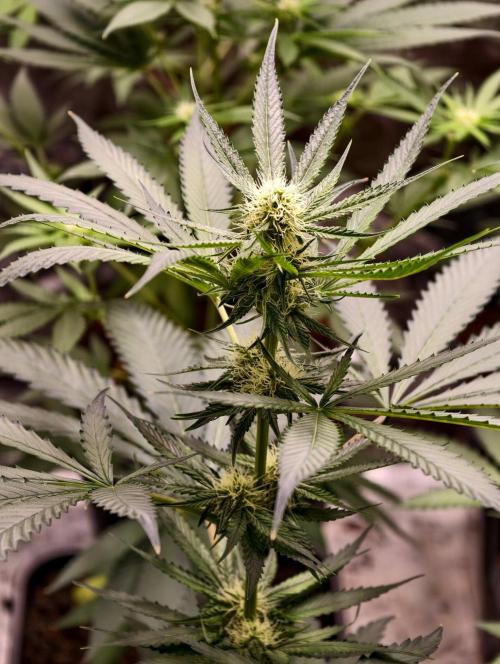 F1 Precision - SSSC Test Strain. Week 6