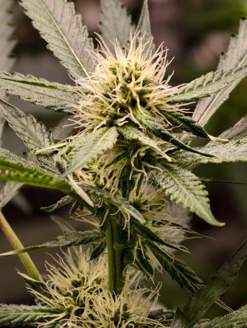 F1 Precision - SSSC Test Strain. Week 6