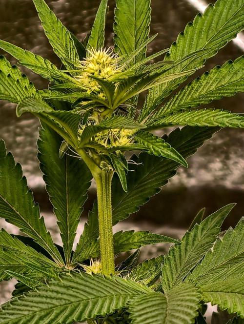 Triploid - SSSC Test Strain. Week 6
