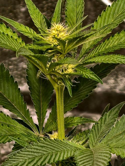 Triploid - SSSC Test Strain. Week 6