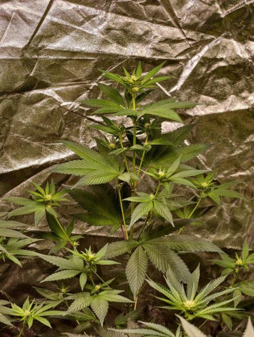 Triploid - SSSC Test Strain. Week 6