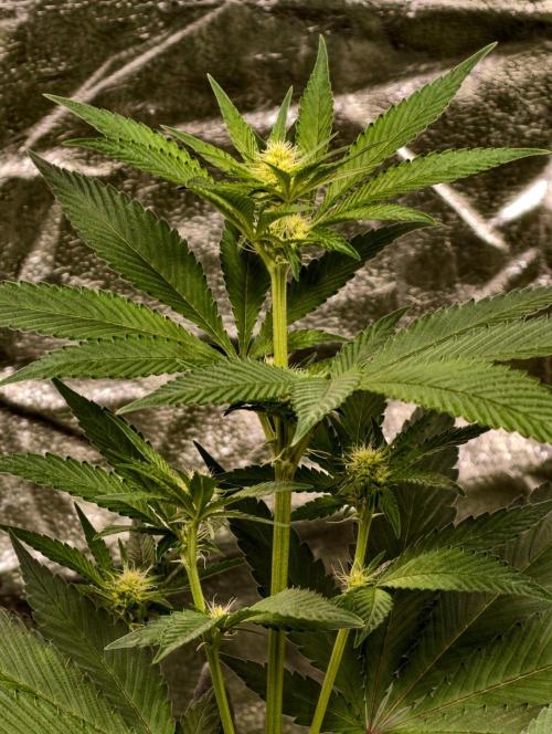 Triploid - SSSC Test Strain. Week 6