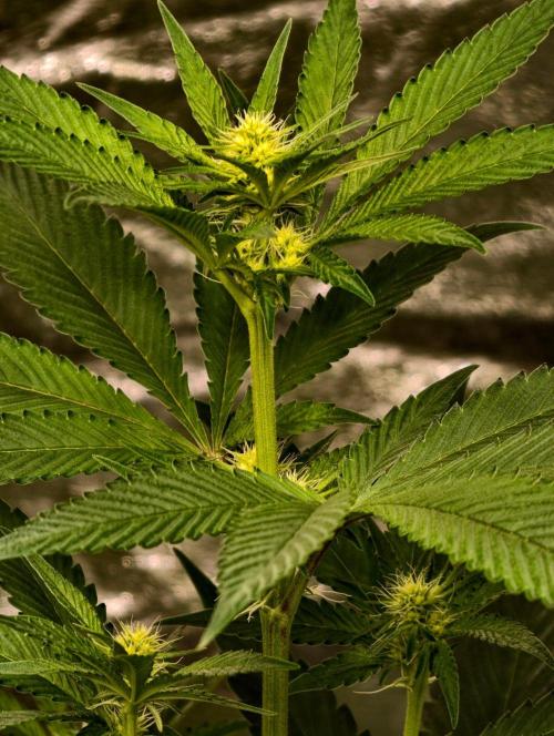 Triploid - SSSC Test Strain. Week 6