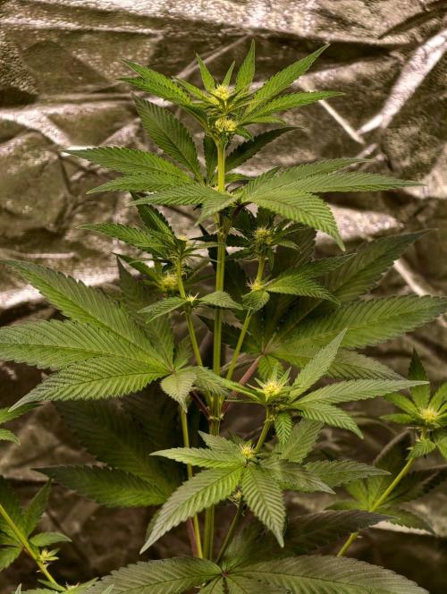 Triploid Test Strain. Week 6