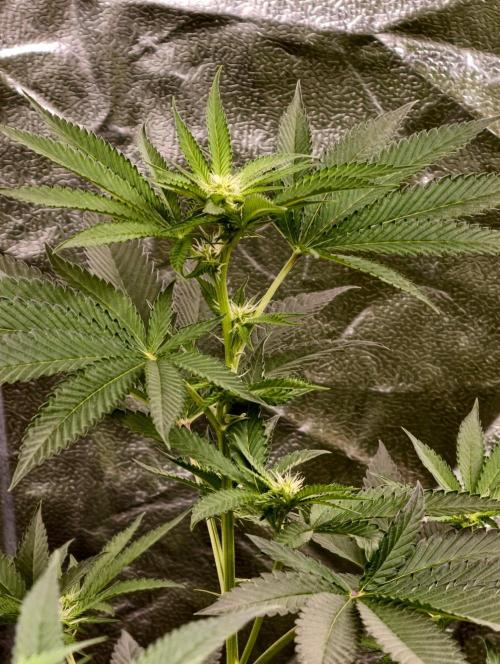OG - SSSC Test Strain. Week 6