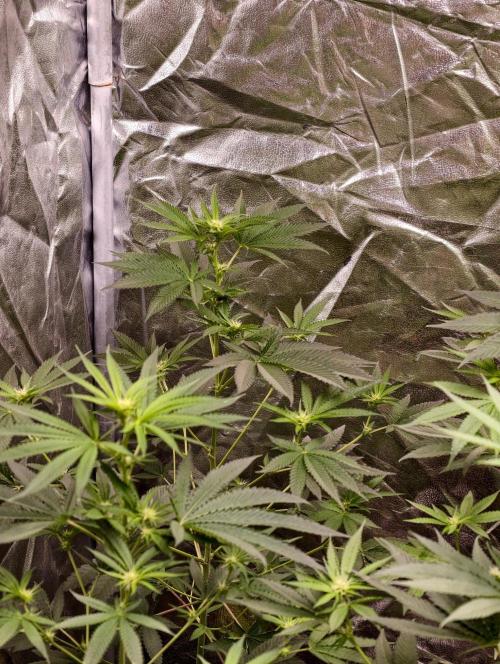 OG - SSSC Test Strain. Week 6