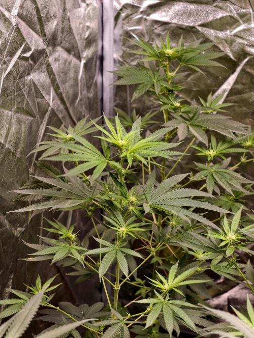 OG - SSSC Test Strain. Week 6