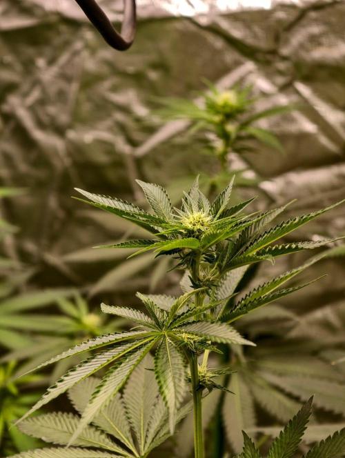 orange ooze. Week 6