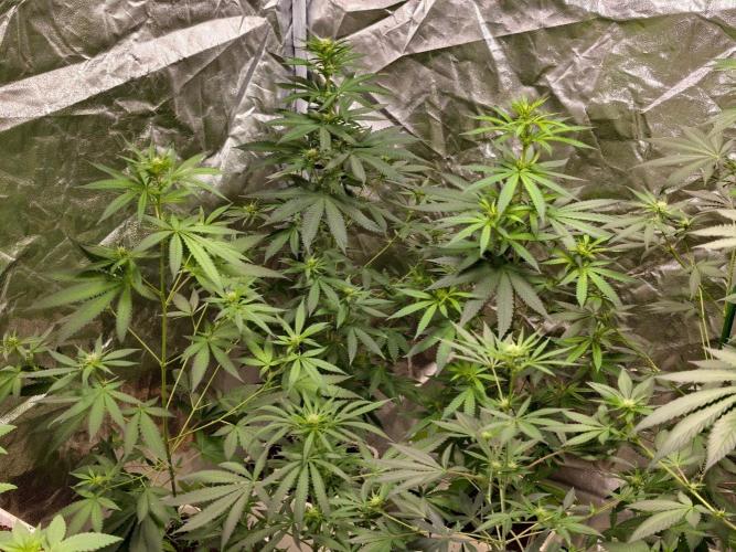 orange ooze. Week 6