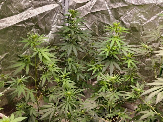 Orange Ooze. Week 6
