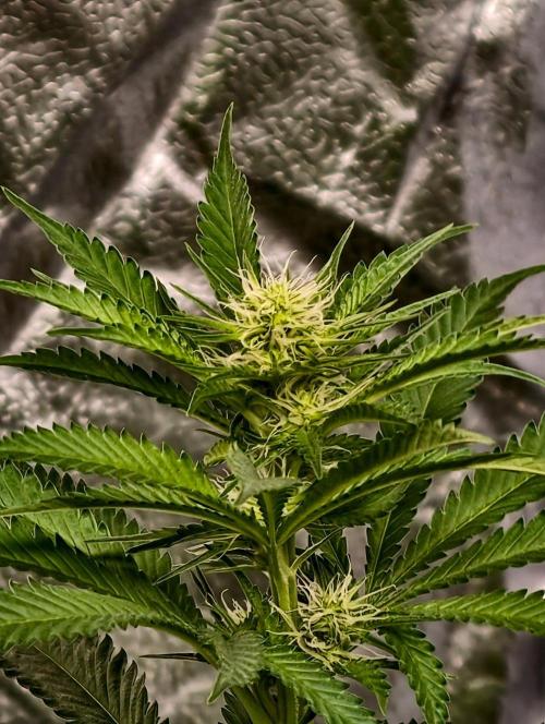 Banana Cream OG. Week 6