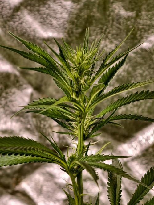 Banana Cream OG. Week 6