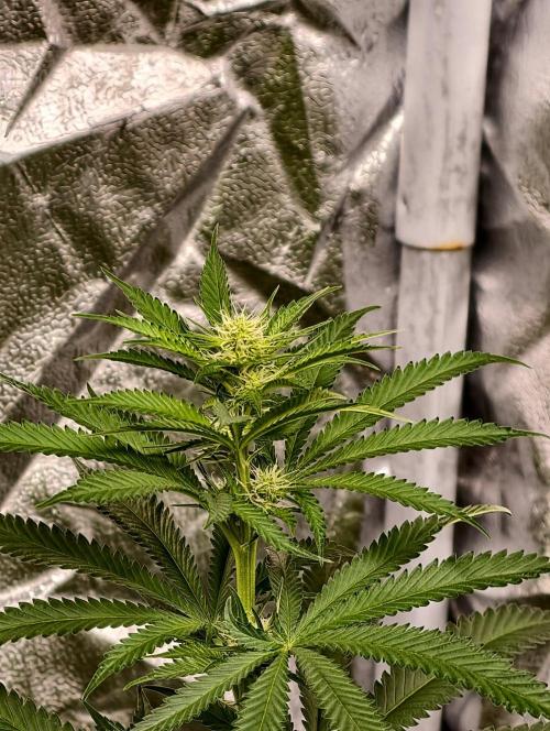 Banana Cream OG. Week 6