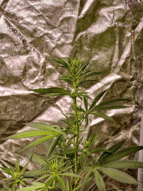 Banana Cream OG. Week 6