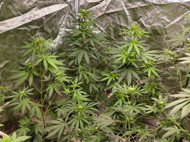 Banana Cream OG. Week 6