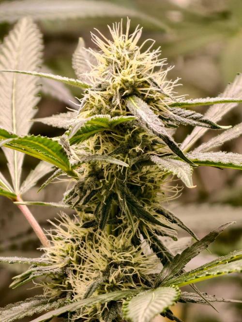 F1 Precision - SSSC Test Strain. Week 7