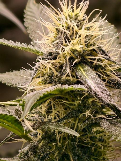 F1 Precision - SSSC Test Strain. Week 7