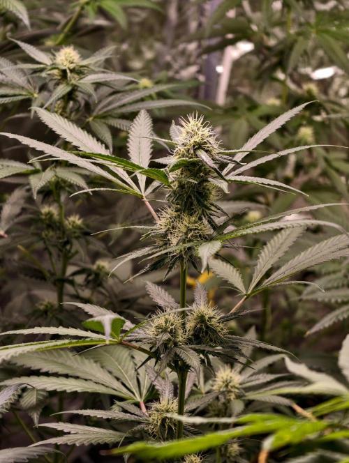 F1 Precision - SSSC Test Strain. Week 7